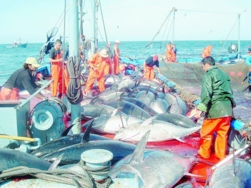 Contaminated Spanish seafood row Contaminated Spanish seafood row