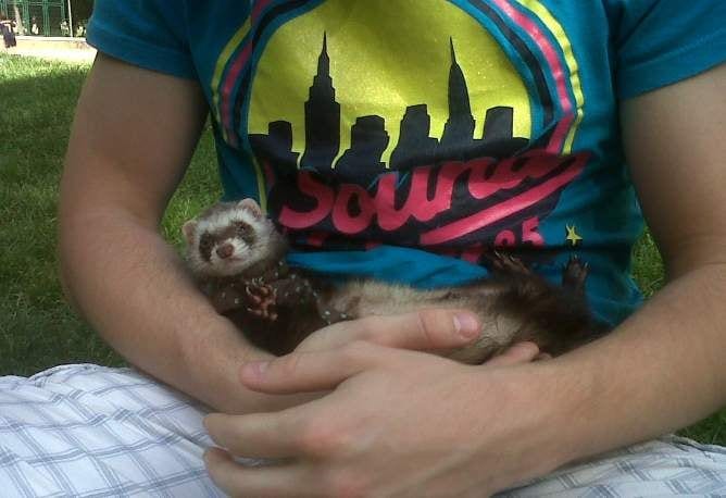 Ferret thrown off bus by driver Ferret thrown off bus by driver