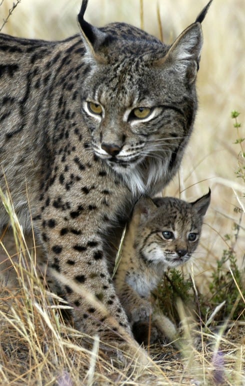 Spain’s Donana National Park could lose UNESCO protection Spain’s Donana National Park could lose UNESCO protection