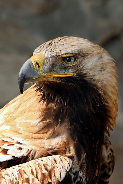 The Eagle has crash landed near Sevilla The Eagle has crash landed near Sevilla