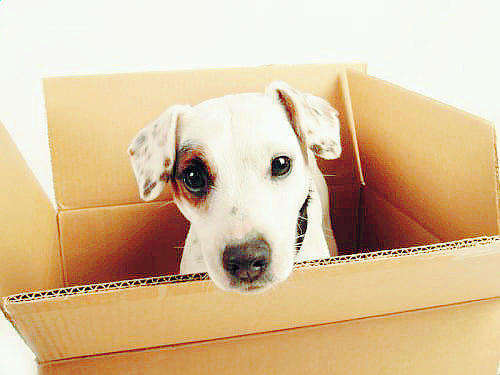 Restrictions on pet transport back to UK finally removed Restrictions on pet transport back to UK finally removed