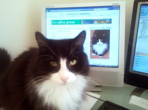 Cat arrested for breaking into Spanish house Cat arrested for breaking into Spanish house