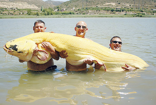 Biggest cat fish ever caught in Spain landed by a British angler Biggest cat fish ever caught in Spain landed by a British angler