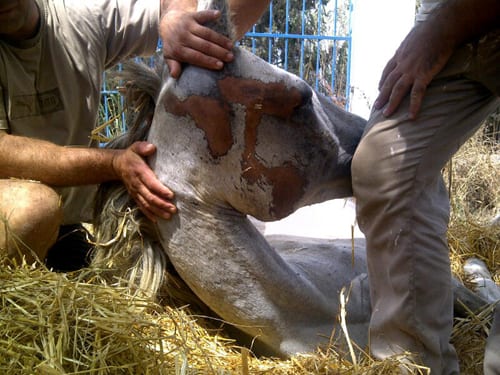 Expats horrified as horse beaten with iron poles and dragged along road Expats horrified as horse beaten with iron poles and dragged along road