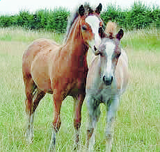Spanish foal in hiding Spanish foal in hiding