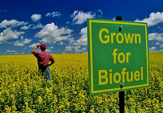 Biofuel bother for airlines Biofuel bother for airlines
