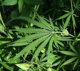 Teenager found dumped by the side of the road in Spain was shot for trying to steal marijuana Teenager found dumped by the side of the road in Spain was shot for trying to steal marijuana