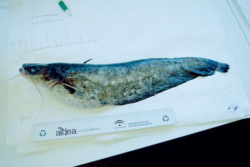 A fishy tale in Andalucia A fishy tale in Andalucia