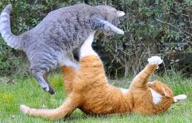 Cat fight in Spain thumbnail