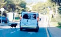 Anger in Spain after cops drag dog Anger in Spain after cops drag dog