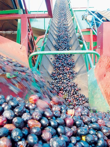 The hunt for liquid gold in Spain The hunt for liquid gold in Spain