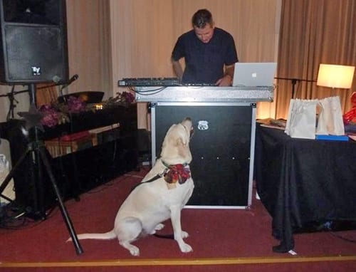 Doolally about dogs Doolally about dogs