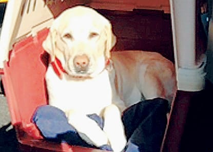 “To London, Jeeves!” barks Madrid pooch “To London, Jeeves!” barks Madrid pooch