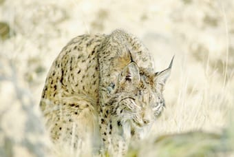 A needle in a haystack – hunt for the world’s rarest cat A needle in a haystack – hunt for the world’s rarest cat