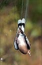 Hunter killed 71 rare birds Hunter killed 71 rare birds
