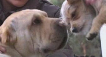 Heroic pets save family of eight from devastating house fire in Granada Heroic pets save family of eight from devastating house fire in Granada