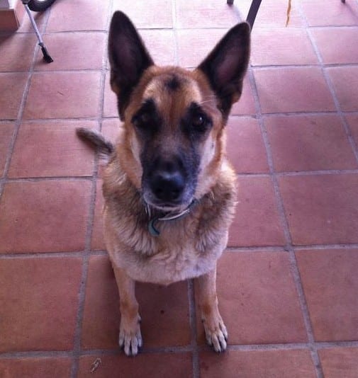 Too much vitamin D in Mercadona dog food causes pet deaths Too much vitamin D in Mercadona dog food causes pet deaths