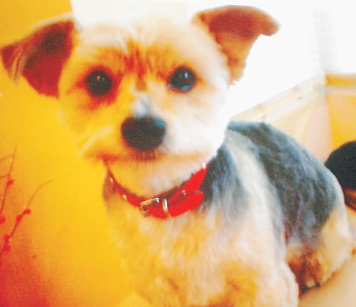 Drunk driver killed our pet dog Drunk driver killed our pet dog