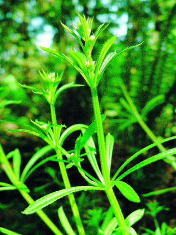 Herbal spring clean Herbal spring clean