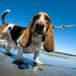 ‘Dog squad’ takes on disobedient owners in Marbella ‘Dog squad’ takes on disobedient owners in Marbella