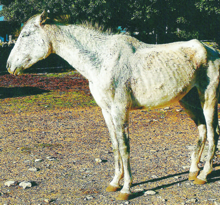 Rescue effort for starving horses in Spain Rescue effort for starving horses in Spain