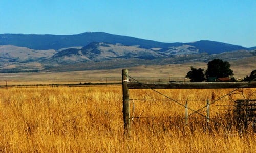 Drought destroys cereal crop Drought destroys cereal crop