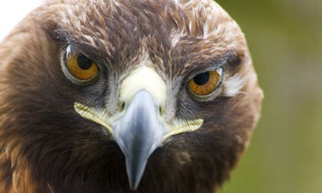 Eagle attacks expat on Costa del Sol thumbnail