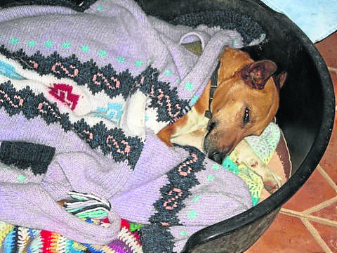 Who poisoned my pooch?