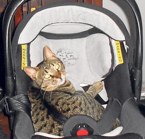 Cat-astrophe for Costa family Cat-astrophe for Costa family