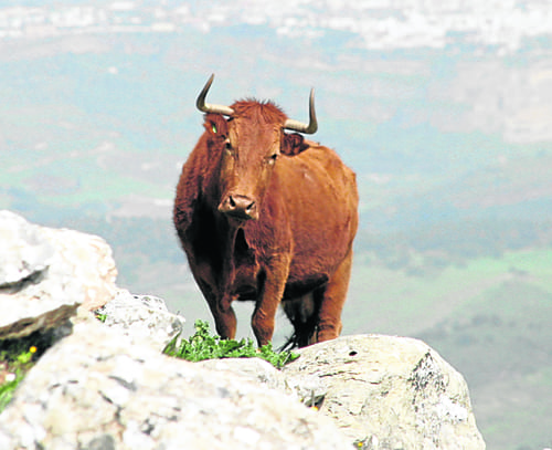 Beware of the bull Beware of the bull