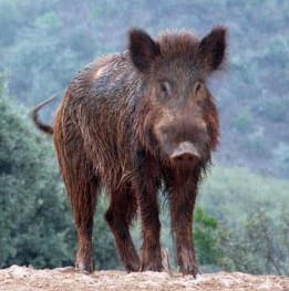 Boar-ing bother in Spain Boar-ing bother in Spain