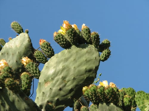 Prickly issue for British expats Prickly issue for British expats