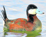 No more ducking the issue No more ducking the issue