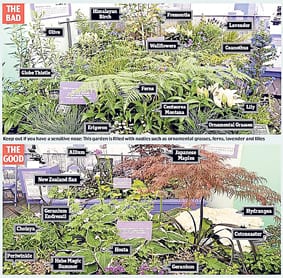 Chelsea garden not to be sneezed at Chelsea garden not to be sneezed at