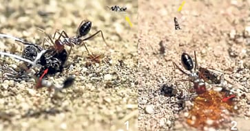 Herald the dawn of the Spanish ‘dive-bomb’ wasp Herald the dawn of the Spanish ‘dive-bomb’ wasp