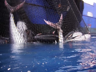 Spanish fishermen reach their bluefin tuna quota in record time