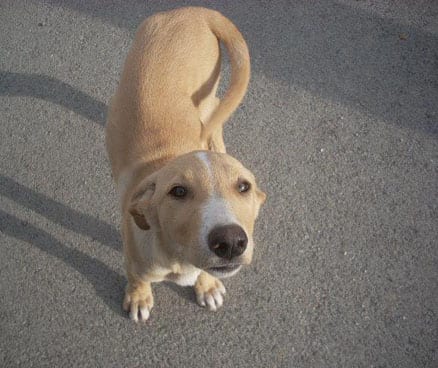 Cancer patient calls for foster carers for Axarquia-based animal rescue Cancer patient calls for foster carers for Axarquia-based animal rescue