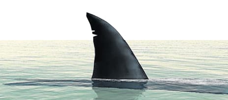 The real sharks of the Costa del Sol The real sharks of the Costa del Sol