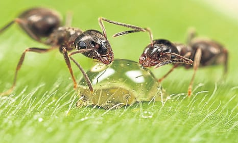 Pest control tips for a Spanish summer Pest control tips for a Spanish summer