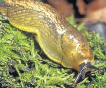 The invasion of the Spanish slugs The invasion of the Spanish slugs
