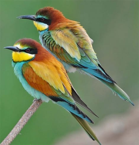 Andalucia dubbed a birdwatcher’s paradise Andalucia dubbed a birdwatcher’s paradise