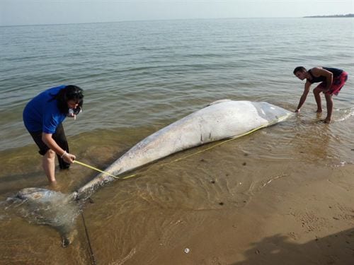 Baby whale found dead on Cadiz beach Baby whale found dead on Cadiz beach