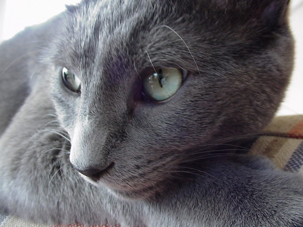 Dealing with deaf cats Dealing with deaf cats