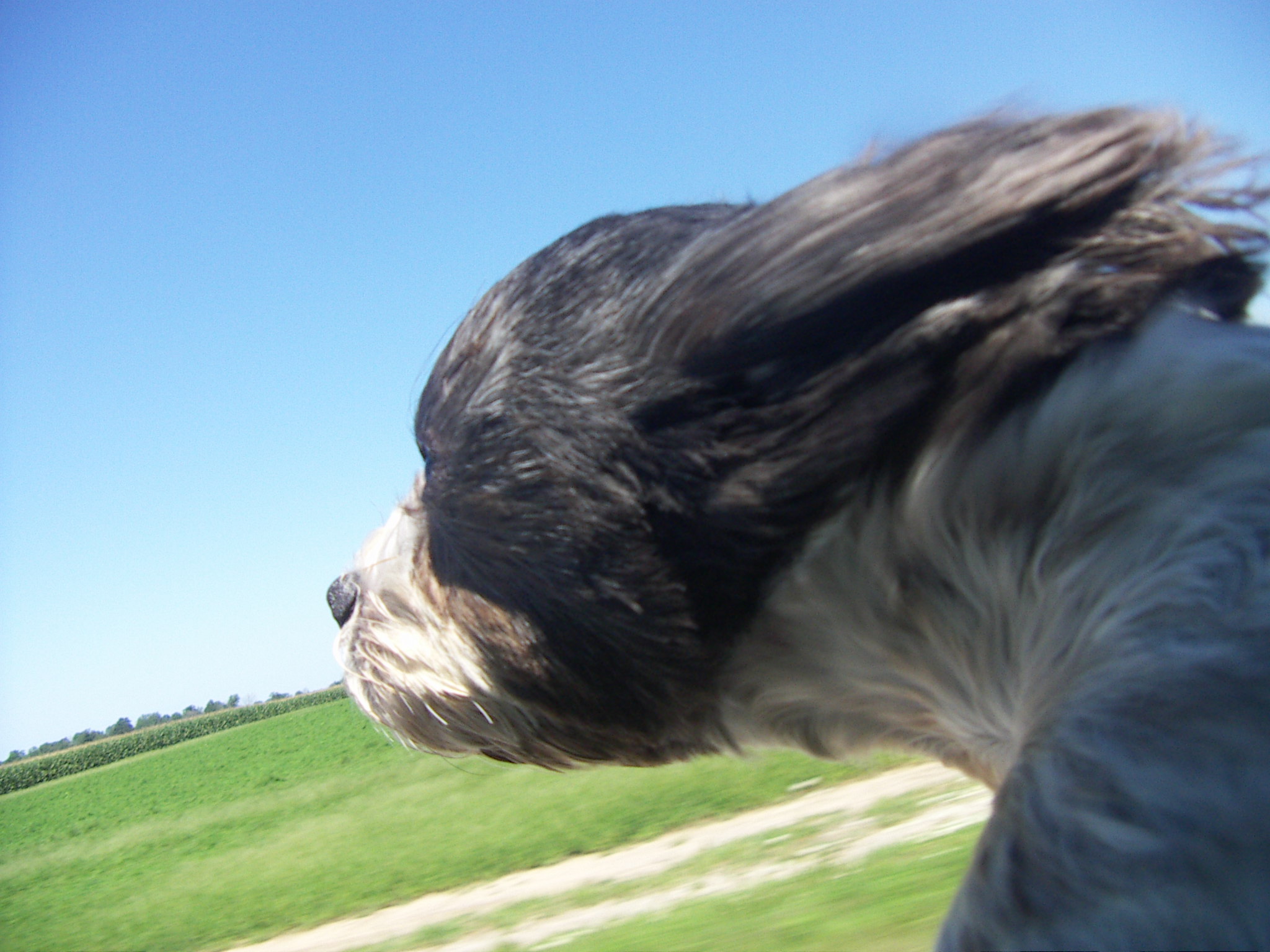 Top tips for taking a long road trip with a canine Top tips for taking a long road trip with a canine