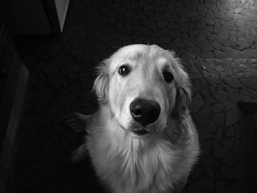 Expat dog death disgrace on Costa del Sol Expat dog death disgrace on Costa del Sol