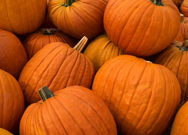 The joy of pumpkins in Spain The joy of pumpkins in Spain