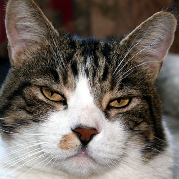 Who’s in charge – you or your cat? Who’s in charge – you or your cat?