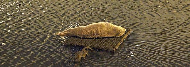 Seal dies in Malaga after 4,000 kilometre journey Seal dies in Malaga after 4,000 kilometre journey
