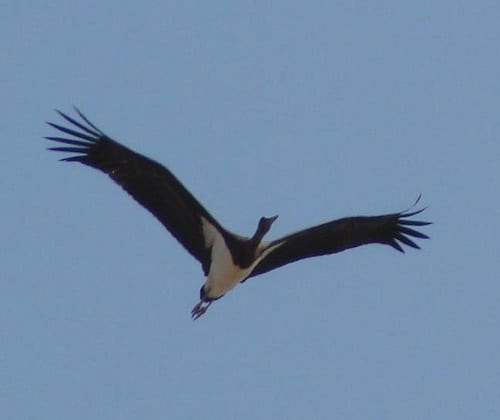 500 black storks migrate in one day 500 black storks migrate in one day