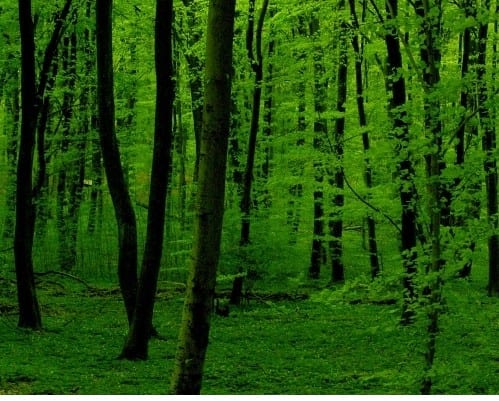 A greener future A greener future